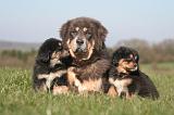 DOGUE DU TIBET 457